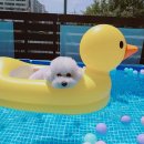 도그토피아 이미지