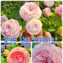 장미농장 Daum카페