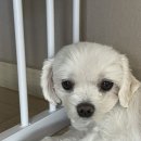 레드향PC방 이미지