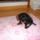 강아지 꼬야 이미지