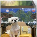 아리스타펫 이미지