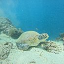 (주)제이앤드 | 세부 자유여행 4박 6일 여행코스 가족여행