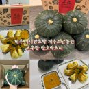 소담농장 | 제주 미니밤호박 애월소담농원 보우짱 단호박요리