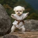 그린태권도 이미지