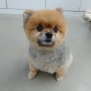 포일동물병원 네이버블로그