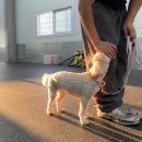 올 마스터 독 이미지