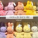 [경주-황리단길]miffy store 미피스토어_귀여운 미피들이 모여있는 가게_내돈내산 후기