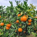 은파유치원 이미지