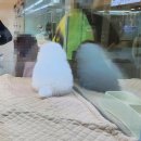 하이엔드 독 이미지