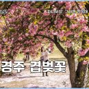 정오교통(주) | 경주 숲머리길 불국사 겹벚꽃 여행