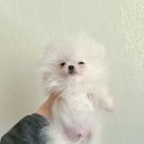 미사다나을동물병원 이미지