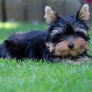 동물병원 공감 이미지