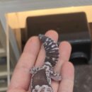 몬스타주 이미지