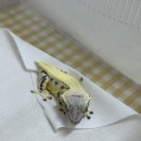 세븐일레븐인천청라우미린점 | 크림시클 크레스티드게코 전문샵 문자서비스 호텔링 비바리움 클래스까지 : 노랑너랑도마뱀 인천청라점