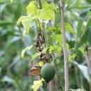 하늘타리 이미지