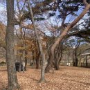 부남면 구천숲 | 청송 무료캠핑장 병암구천숲캠핑장 청송얼음골 70대 부부 강아지와 함께하는 캠프닉 당일치기