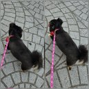 멍냥펫살롱 이미지