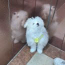 라피에스타 QV | 부천 옥길동 강아지 퍼피 교육 독투게더 배변 교육 산책 교육 짖음 교육 후기