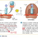 2018 생물B 7번 (서술형) - [분자] 단백질 합성(대장균, 진핵), tRNA에 아미노산 결합 반응, 번역 개시 단계 이미지