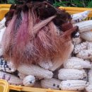 비전농장 이미지