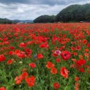 용수골꽃양귀비축제 이미지