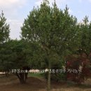 백송 농장 이미지