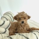 온달 그루밍 이미지