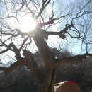 예산느티나무캠핑장 이미지