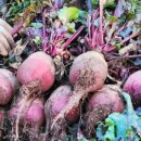 광명농원 이미지