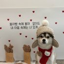 놀러오개 애견유치원 애견호텔 동산점 네이버블로그