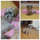 TL 동물병원 이미지