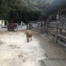 은아목장 이미지