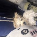 봄앤동물병원 이미지