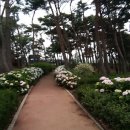 서산소나무힐링 이미지