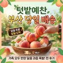 생명예찬1 | [부산 텃밭예찬] 당일 주문, 당일 배송으로 즐기는 초신선 복숭아 찐 후기!