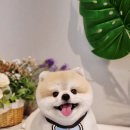 러브펫살롱 이미지