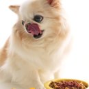 반려동물 간식 이미지