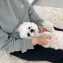 독스하트 구리 이미지