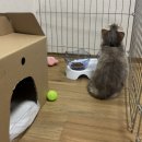 고양이분양제나캣사상점 | 울산제나캣 : 귀엽고 건강한 둘째 고양이분양 리얼 후기 _ 고양이분양제나캣 울산점