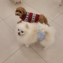 일산애견호텔 강아지유치원 맘바이일산점 네이버블로그