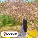 꽃내음3길 | 계룡 나무부자팜 수사해당화 봄꽃구경 무료개방 충남 가볼만한곳
