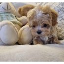 아이러브독 강아지 부천점 이미지