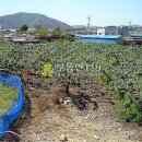 삼천리농장 이미지