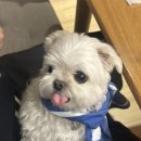 몽구세천 이미지