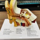 OK마트 | 문화동보청기 전문가한테 맡기니까 확실히 달랐어요 | OK보청기할인마트 후기