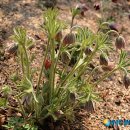 덕현허브 이미지