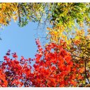 2020-11월05(목)당일.경기도 곤지암 화담숲 수목원 황홀한 가을여행 이미지