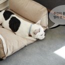하울팟