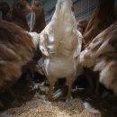 상림농장 이미지