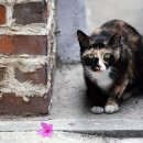 행복한고양이 이미지